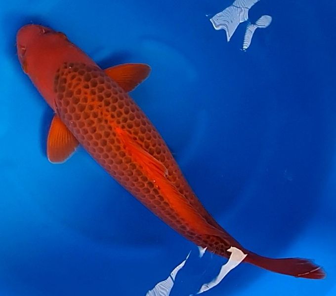 Koi